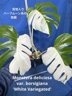 3*4様 525 斑入 Monstera deliciosa var.borsi 3*4様 525 斑入 Monstera deliciosa var.borsi - メルカリ