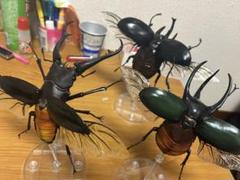 イイジマゾウカブト　117mm  標本 今度は成功か⁉️ かなりレアなゾウカブト(イイジマゾウカブト