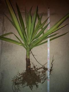 ユッカ　デシピエンス　6苗 抜き苗発送 お得】ユッカ 観葉植物 抜き苗 3本 - メルカリ