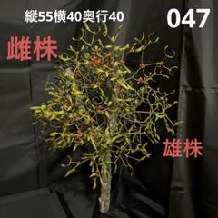 ⑤ レア　希少　縁起物　親木ヤドリギ 2025年最新】ヤドリギ 親木の人気アイテム - メルカリ