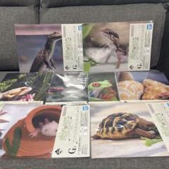 一番くじ　爬虫類&両生類　クリアファイル&ステッカーセット　8種まとめ売り