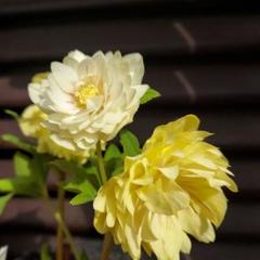 珍品！！認定！アフロディーテプリマヴェーラ　クリスマスローズ　加藤農園 珍品！！認定！アフロディーテプリマヴェーラクリスマスローズ