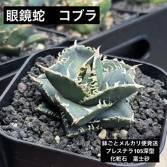 2025年最新】アガベフィリグリーの人気アイテム - メルカリ