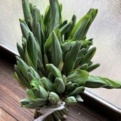 新潟県産　山菜オオナルコユリ　1kg (クロネコヤマト)+クール便 新潟県産 山菜オオナルコユリ 1kg (クロネコヤマト)+クール便