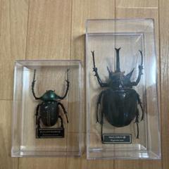 テナガコガネ　フィギュア 2025年最新】ヤンソンテナガコガネの人気アイテム - メルカリ