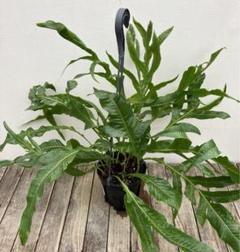 アグラオモルファ コロナンス＋ピロシア ロンギフォリア 楽天市場】観葉植物 希少シダ ピロシア ロンギフォリア 4号吊り