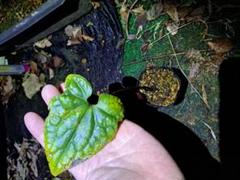 m38988167516_1.jpg?1736974167