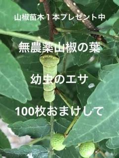 無農薬山椒の葉 100枚以上おまけて 小枝付きも 山椒苗木