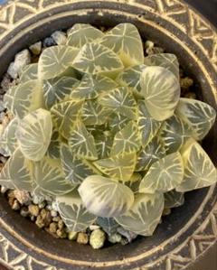 黄鶴 ハオルチア オブツーサ錦 多肉植物 - メルカリ