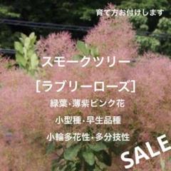 S*l様 スモークツリー　ラブリーローズ　10号　2 スモークツリー ラブリーローズ 10号 2 （スモークツリー