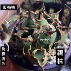 2025年最新】AGAVE シーザーの人気アイテム - メルカリ