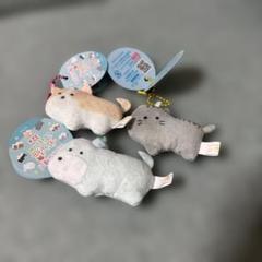 つぶらな瞳の犬と猫 ぷちマスコットBC 3体セット
