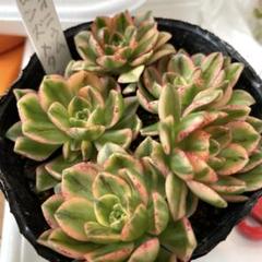 アエオニウム 甜茶錦（ブロンズメタル錦）⭐️お買い得、超特大