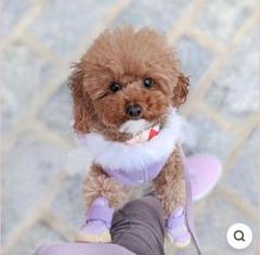 グリーンレーベル　RIFRUF 犬用靴 パープル　サイズ1 グリーンレーベル様専用 RIFRUF 犬用靴 パープル サイズ1 - メルカリ
