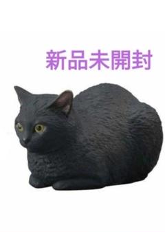 (未使用･未開封品)　ねこぶそう2 並盛り(BOX) 色分け済みプラモデル bt0tq1u 71w6fspu9wL._UF894,1000_QL80_.jpg
