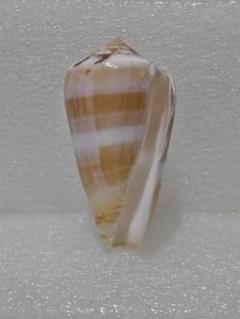 貝殻【タカラガイ、クモガイ、イモガイ他】まとめ売り 沢山の宝貝です！ タカラガイ イモガイ 貝殻 のセット