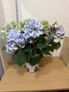 福岡県鬼木様の紫陽花☆ハイドランジア☆筑紫路風車☆8号鉢☆超希少☆ 2025年最新】筑紫路風車の人気アイテム - メルカリ