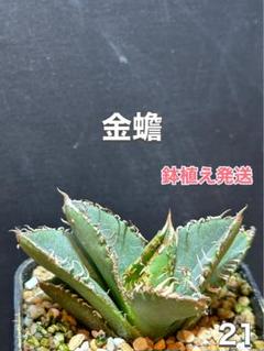 アガベ　チタノタ　金蟾　ブツブツ系‼️良株‼️鉢植え発送‼️ 26 アガベ チタノタ 金蟾 ブツブツ系‼️良株‼️鉢植え発送‼️ 26