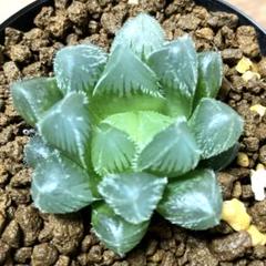 専用❤️メルカリ便付き同梱-250円　多肉植物　ハオルチア 丸葉月影 鉢のまま ハオルチア金緑石 錦 多肉植物 観葉植物 - メルカリ