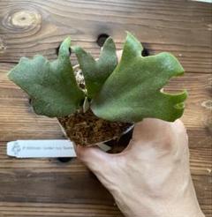 か*み様 ビカクシダ willinckii Golden Boy spore P.willinckii 'Golden boy' 金童 Spore【artPLANTs】ビカクシダ