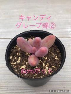 多肉植物 キャンディグレープ錦♡抜き苗 多肉植物 キャンディグレープ錦(ガンゾウ錦)抜き苗（多肉