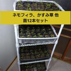 22年最新 かすみ草 苗の人気アイテム メルカリ