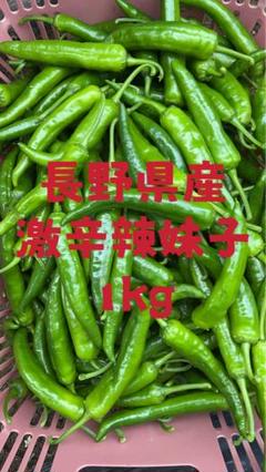 激辛 辣妹子 青唐辛子 1Kg 長野県産 【露地栽培】自然成熟
