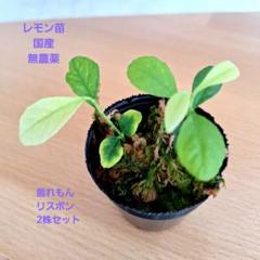 レモン苗 国産 無農薬 レモン苗木 リスボン 2株セットのサムネイル