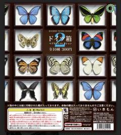 中古特殊ドイツ箱2箱セット stc_morpho_p-300x300.png