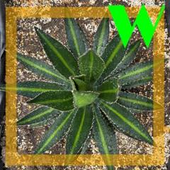 Agave lophantha Goldfinger | Goldfinger Century Plant
