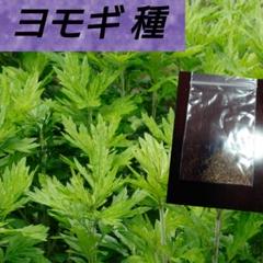 国産ヨモギ種500粒以上