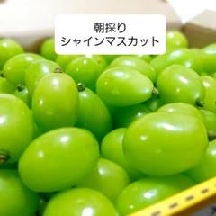 朝採り シャインマスカット 約1キロ