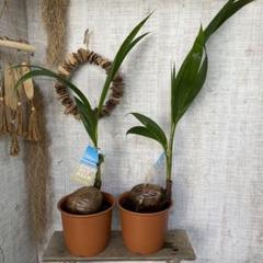週末特価！2鉢価格！ココヤシ 苗 苗木 観葉植物 ココナッツ ヤシ