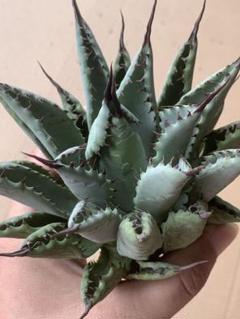 1613アガベ チタノタ 曲棘八荒雷神 超陽炎 曲刺八雷（八荒殿×雷神 Agave macroacantha × potatorum）八荒