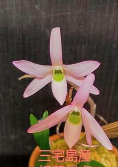 トップブランドのファッション 山野草 富貴蘭 セッコク(高知県産 トサキバナノセッコク) - メルカリ その他観葉植物