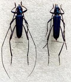 テナガカミキリ [ペア] Acrocinus longimanus 〈Satipo, ペルー