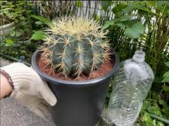 サボテン 王冠竜 8号 希少品 ビッグサイズ 本物 観葉植物 アガベ サボテン 王冠竜 8号 希少品 ビッグサイズ 本物 観葉植物 アガベ