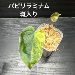 NMPアンスリウム　パピリラミナム　斑入り　激レア アンスリウム パピリラミナム 斑入り – JolieNursery