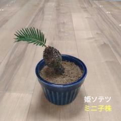 姫蘇鉄　盆栽　希少 姫蘇鉄 盆栽用 曲がり 希少