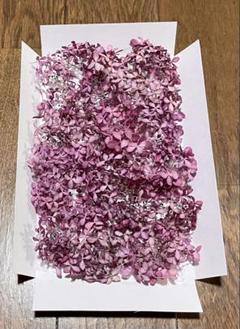 まころんのお花畑で咲いた美しい紅色のピンクアナベルのドライフラワー‼️のサムネイル