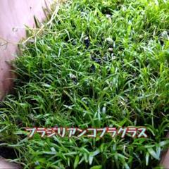 【メルカリ便】珍！ホシクサsp.キンバリーナロー　1株　葉多め　直径６.5cm メルカリ便】珍！ホシクサsp.キンバリーナロー 1株 葉多め 直径