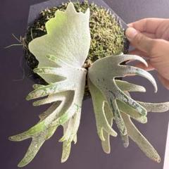 Waltz OC Nook dwarf spore specialワルツ 2025年最新】P.willinckii nook dwarfの人気アイテム - メルカリ