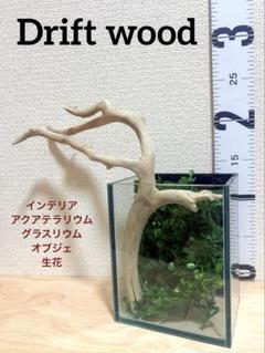 SW 流木&ミニ水槽セット　インテリア　アクアテラリウム　グラスリウム