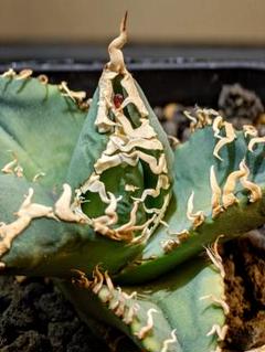 2025年最新】AGAVE godzillaの人気アイテム - メルカリ