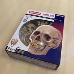 SUPREME 4D MODEL HUMAN SKULL