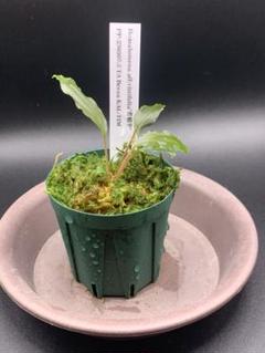 homalomena sp.緑甲冑HW正規タグ付き