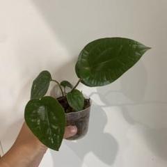 メルカリ便アンスリウム　ルクスリアンス Anthurium luxurians silver ルクスリアンス 大芋 - メルカリ