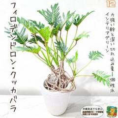 幹上がりが美しいフィロデンドロン・クッカバラ12・ 南国の