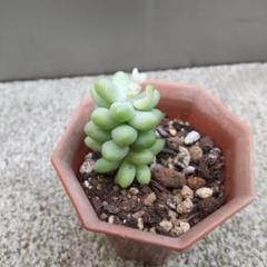 多肉植物 お買い得セット ビアホップ雪花玉 花月 ロココ 銭串錦 吹雪の松 多肉植物❣️ビアホップ雪花玉 - メルカリ