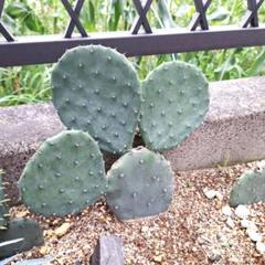 Amazon.co.jp: オプンチア 大丸盆 4.5号鉢 サボテン Opuntia